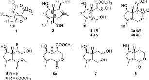 Image result for Psydrax subcordata