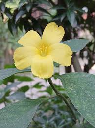 Image result for Reinwardtia indica