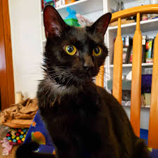Catnip (nepeta cataria) releases a chemical nepetalactone, which binds to olfactory (smell) receptors at the epithelium tissue in a cat's nose. Stella Is A Little Soaked After Diving Head First Into Her Saucer Of Catnip Tea Blackcats