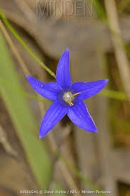 Endemic to all australia state excluding the northern territory. Minden Pictures Tall Bluebell Wahlenbergia Stricta Tasmania Australia December