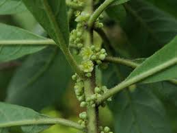 Image result for Clutia hirsuta