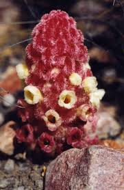 Image result for Harveya