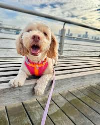 Lucille Nala Simpson (@lucillenala) • Instagram photos and videos