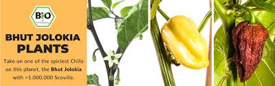 Zombies 2, but can also be hard to use when not in the right hands. Buy Your Organic Bhut Jolokia Plants Online