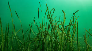 Image result for Zosteraceae