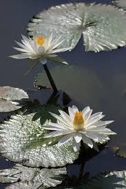 Fiori acquatici / kaleidoscopes ninfea fiori acquatici macro / scarica il tema fiori di primavera. Water Lily Fiori Esotici Coltivare I Fiori Giglio D Acqua