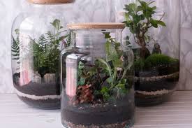 An entire ecosystem in a jar. What Are Terrariums Or Mini Ecosystems All You Need To Know