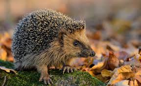 Uberwintern Im Garten