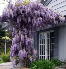 Image result for Wisteria