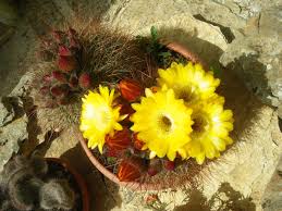 Orecchini a forma di fiore giallo. Itinerari Di Vita La Passione Per I Fiori Di Cactus