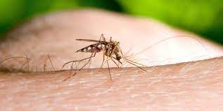 Stichkunde Welche Insekten Wie Zustechen Apotheken Umschau