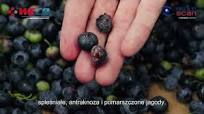 Success Story | Berry Packaging Services with 360Tek BB40 – Blueberry Sorting Excellence (POLISH)