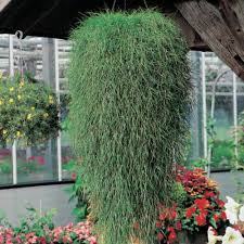 Image result for Agrostis products