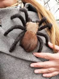 Spider Brooch Handmade Real Size Tarantula Realistic Women Coat Clip Art Doll Totem Insect Pin Parktown Gumtree Clas Brooches Handmade Brooch Real Fur