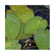 Image result for Caldesia parnassifolia