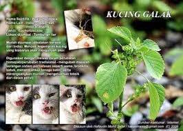 Kucing seperti ini biasanya akan menyakar, menggigit, atau kabur sambil mendesis saat dipegang manusia. Kucing Galak Acalypha Indica Petua Tradisional Facebook