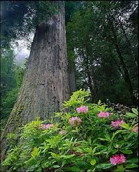 Temperate Rainforest Facts Rainforest Facts Temperate Rainforest Rainforest Information