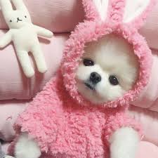 pin on dog cute