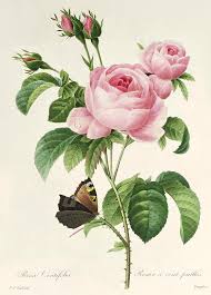 Vintage flower hanger poster magnetic prints, poster hanger frame wildflower prints floral wall art plant alphabet poster botanical prints 28x45cm. Rosa Centifolia Vintage Botanical Print By Redoute Painting By Pierre Joseph Redoute