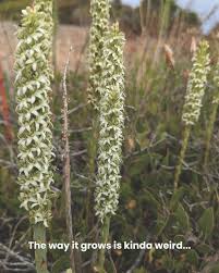 Image result for Hyparrhenia madaropoda