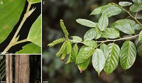 Image result for Antidesma