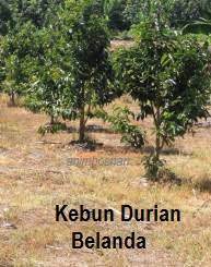 Kandungan alami yang dimiliki oleh buah durian belanda untuk dijual harus memenuhi klasifikasi pasar, harus terjamin kesegarannya dan terjamin kualitasnya. Cara Tanam Durian Belanda Mbah Seo