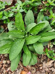 Image result for Ixora mildbraedii