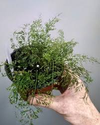 Image result for Asplenium theciferum