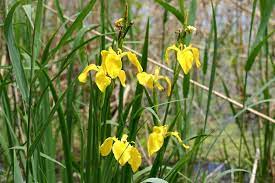 Ingredientele necesare pentru retete din delta dunarii. FlorÄƒ Delta DunÄƒrii