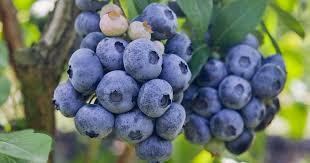 (pick off any flowers that form the first year or two after planting, to allow the bush to become established.) be aware that full production is only reached after about 6 years (depending on variety). How To Grow And Care For Highbush Blueberries Gardener S Path