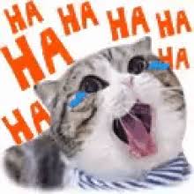 Laughing Cat GIFs | Tenor