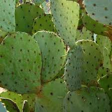 Buried leaves will be more likely to rot. Nopales Cactus Leaves Eatfresh
