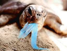 Pin On Stop Littering