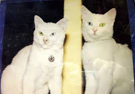 Eski Van Kedisi Kedi Hayvan Kedi Evi
