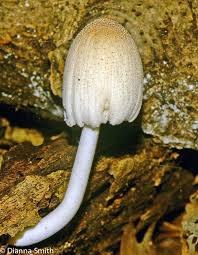 Image result for Coprinus micaceus