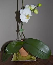 Make the cut clean and even. How To Water Orchids In Wood Chips Arxiusarquitectura