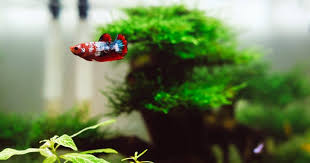 Betta fish care & cleaning tips. Best Aquarium Glass Cleaners 2021 Achieve Pristine Fish Tank Surfaces