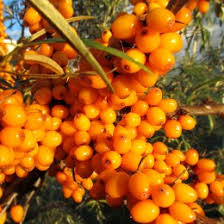 Detalii infiitam plantatii si livram butasi de catina in toata romania perioada optima de livrare este pana in 10 aprilie pretul este de 1,5 lei catina, sau ginsengul romanesc contine cea mai mare cantitate de vitamina c, mai mult decat macesul si de. Arbusti Fructiferi Catina Cumpara Din Magazinul Online Agrodenmar Ro