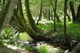 La Foret De Broceliande Foret De Broceliande Broceliande Foret