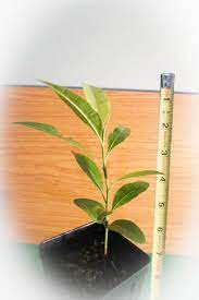 Growers of 400 + varieties of fruit trees shipped bare root. Buy Sapodilla Nispero Fruit Trees For Sale Tropical Fruit Trees For Sale Online At Pepe S Fruit Trees