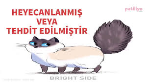 Kediniz Size Ne Anlatiyor Youtube