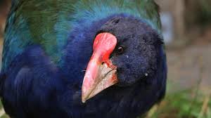 It primarily existed on the south island (new zealand); The Nature Reserve With A 500 Year Plan Bbc Future
