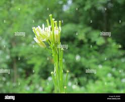 Image result for Turritis