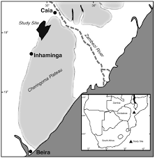 Image result for Bivinia jalbertii