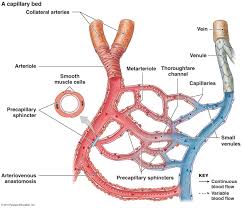 Image result for capillaries