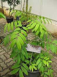 Image result for Lepisanthes