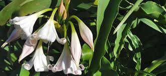 Image result for Crinum macowanii