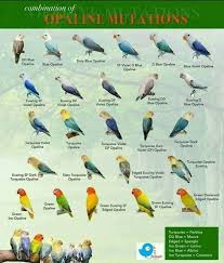 8 Jenis Lovebird Biola Lengkap Dengan Gambar Dan Harga Burungnya Com Burung Liar Gambar Burung Cantik