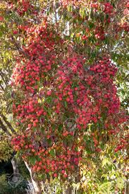 Maybe you would like to learn more about one of these? Fruits And Foliage Of The Kousa Dogwood Tree In Late Summer Stock Photo Picture And Royalty Free Image Image 113938428