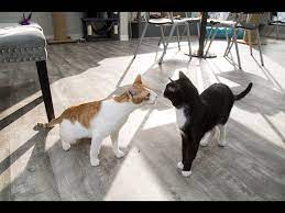 Only one and boy is it a good one! Hawai I Cat Cafe Opens Up In Honolulu Youtube